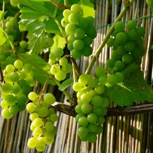 green grape flavour