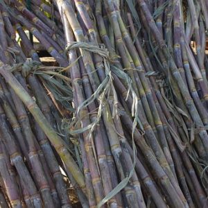 sugarcane flavour