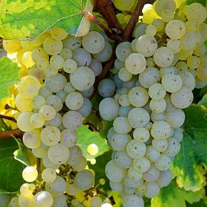 white grape flavour